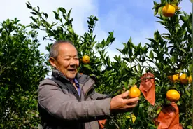 重庆巫溪县：千亩柑橘上市 满园好“丰”景图片