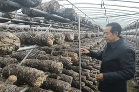 2024三门峡市“十大好人”∣李帅民：领跑致富路的“香菇书记”图片