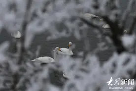 荣成：雪落天鹅湖 宛如童话世界图片