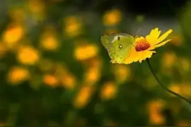【节气·健康科普】春分送绿来 “肝”净康常在图片