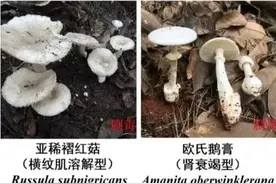 别采！别买！别吃！常见毒蘑菇图鉴，建议收藏图片