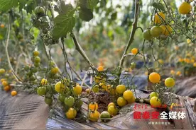 乡村振兴丨果子红 日子甜！西红柿小镇映“红”乡村致富路图片