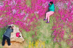 济南最大福禄考花海迎来盛花期 | AI播泉城图片