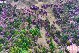 美翻了！攀枝花米易县高山杜鹃花怒放 满山彩色花海｜走花路图片