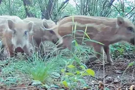 疯狂的野猪京郊频频撒野图片