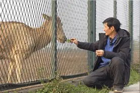 绿野寻踪｜一段跨越12年的“点点”情缘，这只麋鹿的子孙在洞庭湖开枝散叶图片