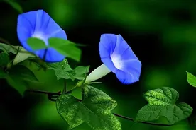 牵牛花开图片