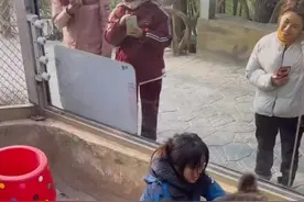 武汉女饲养员与棕熊“打架”引热议，回应：为了它以后更好融入大熊区，有意识地训练图片