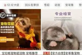 “异宠”快递寄来的风险：宠物死亡、逃避检疫、涉嫌违法图片