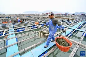 福建霞浦：北方海参 南迁过冬图片