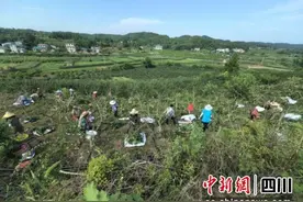 安岳：花椒种植达2.7万亩 总产值超1.5亿元图片