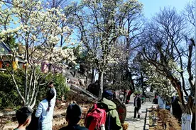 花汛漫城，共赴春日之约图片