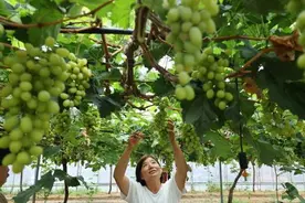 种植户正在采摘阳光玫瑰葡萄图片