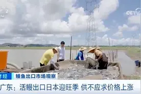 一吨涨价2万元！中国活鳗出口火爆，日本市场超九成鳗鱼从中国进口图片