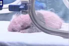 大熊猫萌萌幼崽粉到了指甲尖图片
