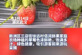 草莓采摘正当时，甜蜜经济促增收图片