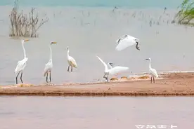 欣赏济南市鸟--白鹭图片