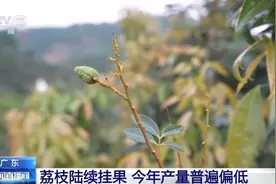今年是荔枝“小年”？产量偏低的“罪魁祸首”是→图片