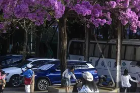 超出片！福建最新“赏花攻略”来了图片