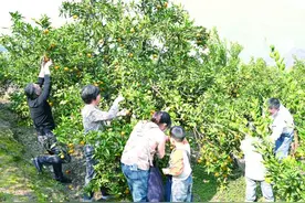柘溪镇唐溪茶场——湖光山色惹人醉图片