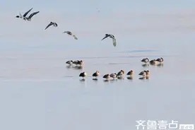 成群的野鸭悠闲自在地在济南过冬，生态美好享受生活图片