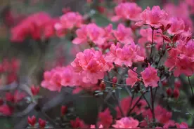 品古诗·赏繁花⑧杜鹃花篇 | “花中西施”上新 花花叶叶正含芳图片