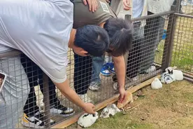 柯尔鸭、羊驼被请去大学做客了？网友：还是太超前了图片