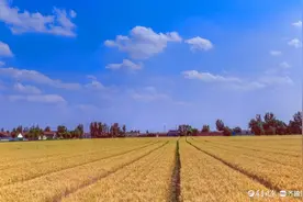 马踏湖畔小麦开始收割图片