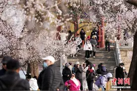 北京：颐和园西堤山桃花盛开引客来图片