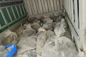 捕蛇、买卖、食用都算违法！警方提醒图片