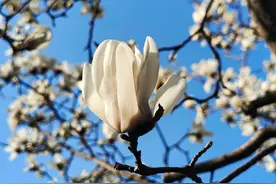 玉兰花绽放，清香四溢图片