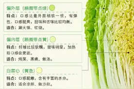 冬天吃“大白菜”的理由，这两个就够了图片