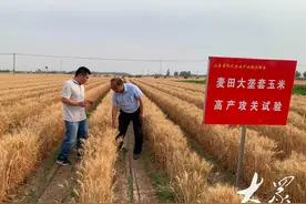 三年改良，小麦大垄套玉米冲刺“吨半粮”图片