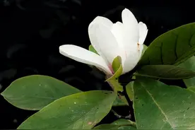 入暑当早春，白玉兰错季花开图片