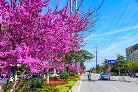紫荆花盛放，市民尽享春日美景图片