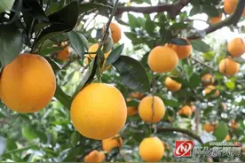 麻阳：新品种“锦和”冰糖橙受苗乡群众欢迎图片