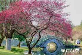 组图｜“梅”成一幅画！橘子洲景区梅园喊你来打卡春光图片