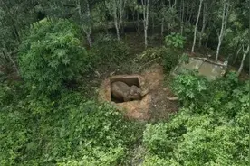 “急！救这头大象”图片