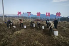 岱岳区乡村文化美食丨天平街道泰山黄精图片