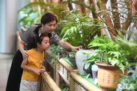 约！国庆假期去中山植物园一睹翩翩而来的“蕨世之美”图片