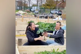 中国人抱团在巴黎开荒种菜，当地市长：中国人太勤劳了图片