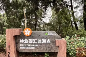 “森林四库”一线看④丨在树木的“呼吸”上下功夫 “城市绿心”成为巨型“碳库”图片
