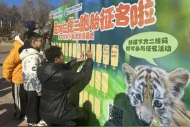你的创意，它们的名字！济南这三只网红孟加拉虎宝宝在线征名啦图片