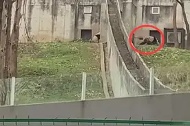 饲养员用铁锨驱打大熊猫被辞退，秦岭大熊猫研究中心致歉并闭园整顿3天图片