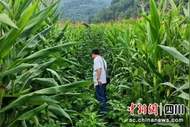 平武：大豆玉米带状复合种植20000亩 带动经济效益提升600万元图片
