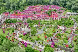 9天超92万人次赏花！深圳簕杜鹃赏花周落幕图片