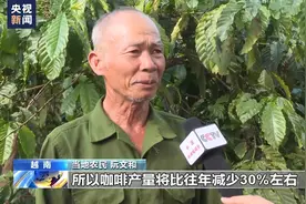 极端天气重创越南咖啡产业 高温少雨致主要经济作物减产图片