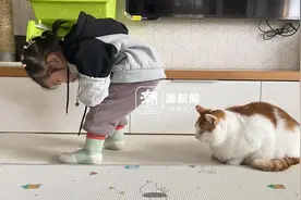 猫咪过敏原大起底：不只是猫毛，铲屎官如何应对？图片