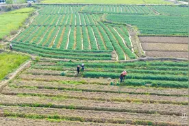 振兴“湘”村｜新角坝村：小小藠头“大甜头”  田间地里大丰收图片