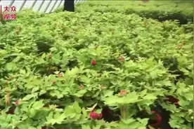 春节爆火的催花牡丹由来多久了？早在唐朝就有“花开遂人意”的记载图片